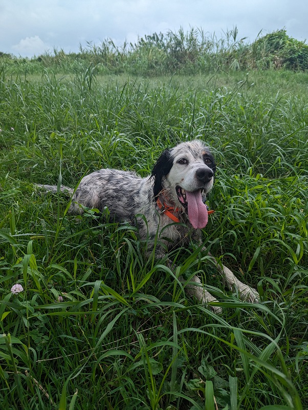 訓練を終わったカブ